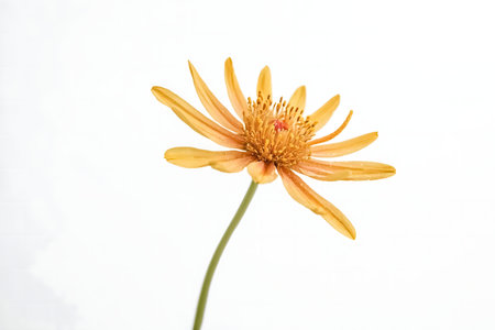 A single, vibrant golden flower isolated on a white background.の写真素材