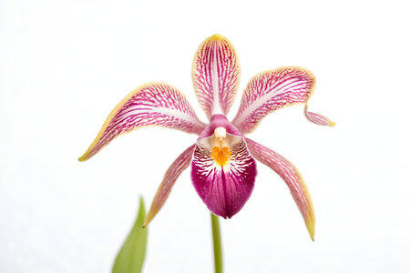 A close-up shot of a vibrant orchid. The flower's details are sharply focused against a clean white background.の写真素材