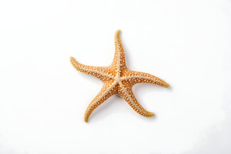 A single starfish, isolated on a bright white background. Simple and clean minimalist photo.の写真素材