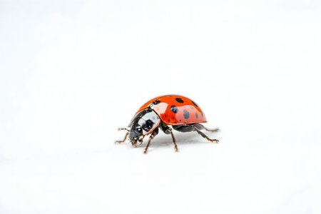A detailed close-up of a ladybug on a white background. Its vibrant colors and intricate details are perfectly showcased.の写真素材