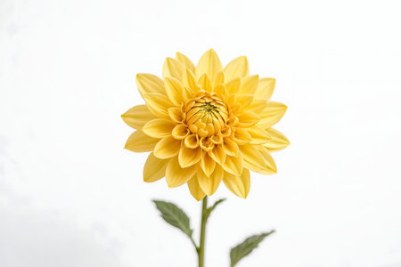 A single yellow dahlia in full bloom, set against a clean white backdrop. This image is a simple yet captivating study in floral elegance.の写真素材