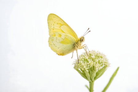 A delicate pale yellow butterfly perched on a small cluster of white flowers. Close-up macro shot.の写真素材