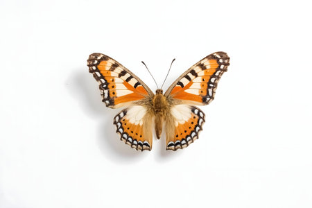 Close-up of a beautiful orange butterfly against a white background.の写真素材