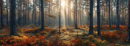Sunbeams pierce through an autumnal pine forest, creating a magical atmosphere.の写真素材