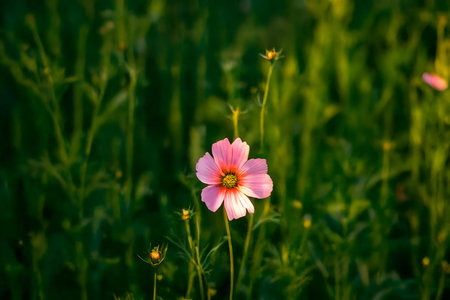 A single pink cosmos flower stands out in a lush green field. The soft sunlight enhances its delicate beauty.の写真素材