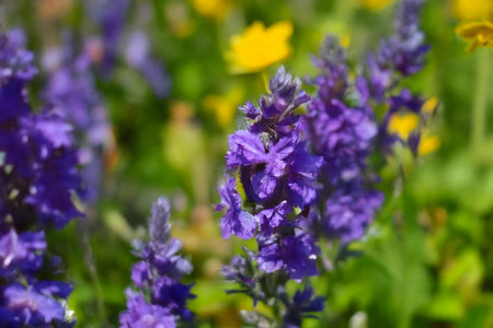 Close-up of vibrant purple flowers blooming in a lush green meadow. The sunlight illuminates the petalsの写真素材
