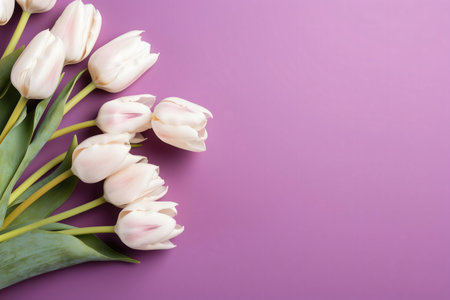 A bunch of delicate white tulips arranged on a lavender background. Perfect for spring or Mother's Day.の写真素材