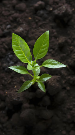 Close-up of a delicate sprout emerging from dark soil.