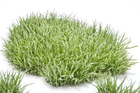 Close-up view of vibrant green grass patches isolated on a white background. Ideal for nature and...