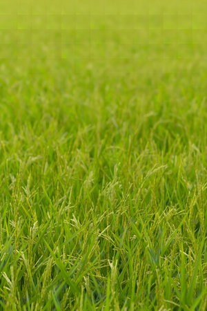Close-up of a lush green rice paddy field.の写真素材