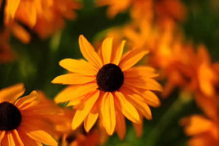 Close-up of vibrant orange Black-Eyed Susans in full bloom.の写真素材