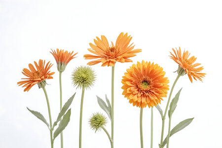 Five orange gerbera daisies in full bloom against a clean white backdrop. A simple, elegant floral arrangementの写真素材