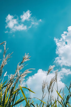 Stunning view of tall grass swaying gently under a vibrant blue sky dotted with fluffy white clouds....