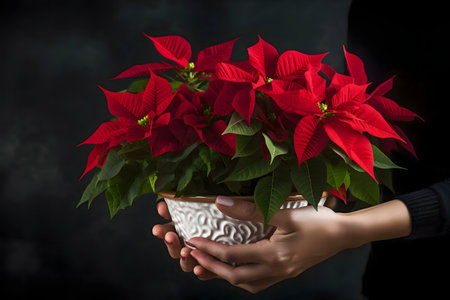 Close-up of a vibrant red poinsettia in a white pot, held gently. Festive holiday imagery.の写真素材