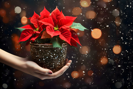 Close-up of a vibrant red poinsettia in a pot, held gently in hands against a snowy backdrop. Festive holiday scene.の写真素材