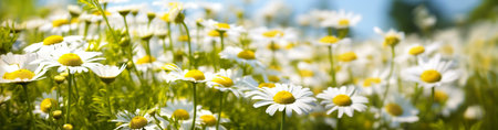 Beautiful daisies in a sunny field.の写真素材
