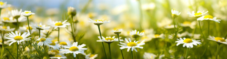 Daisies in a field on a sunny day.の写真素材