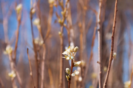 Close-up of delicate white blossoms on a branch in spring. Soft focus backgroundの写真素材