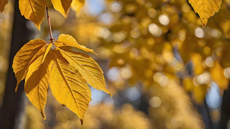 A close-up shot of vibrant golden autumn leaves, showing the beauty of fall foliage.の写真素材