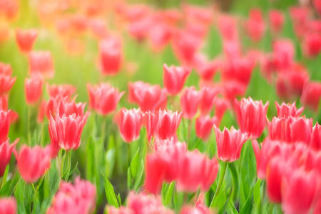 A stunning image of a field full of pink tulips in full bloom. The soft light and vibrant colors create a serene and beautiful scene.の写真素材