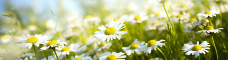 A vibrant summer meadow filled with blooming daisies, bathed in sunlight.の写真素材