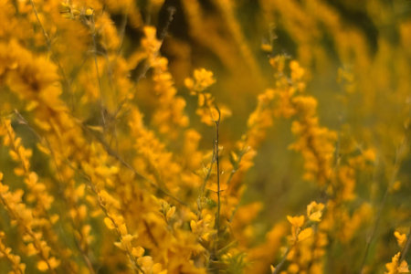 Vibrant yellow wildflowers in full bloom. A picturesque scene of nature's beauty.の写真素材