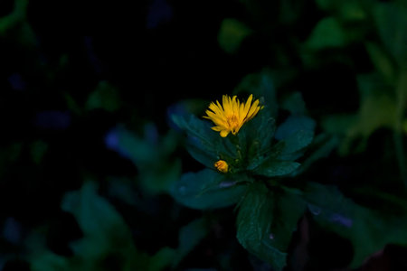 A single yellow flower blooms in the dark, its vibrant color standing out against the deep green foliage.の写真素材