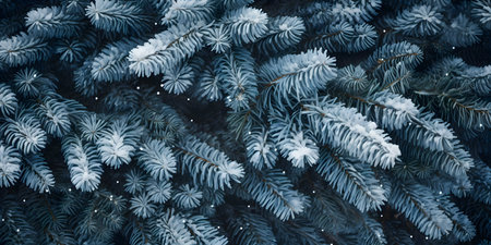 Close-up view of snow-covered blue spruce branches. Winter wonderland scene.の写真素材