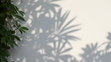 Sunlight casts leafy shadows on a white wall, creating a serene and minimalist scene.の写真素材