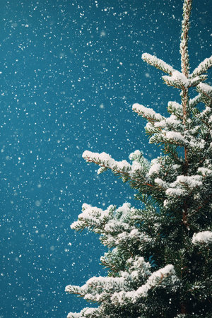 Christmas background with fir tree branches covered with snow on blue background.