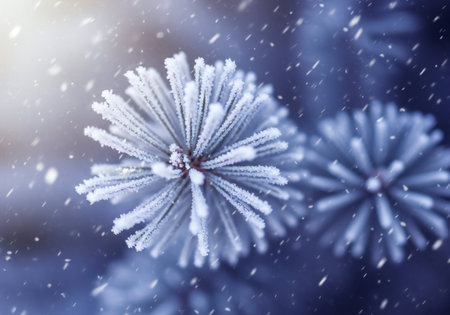 Pine covered branches with hoarfrost on a blurred background.の写真素材