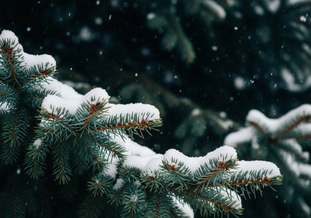 Snow on the branches of a tree in the forest. Winter background