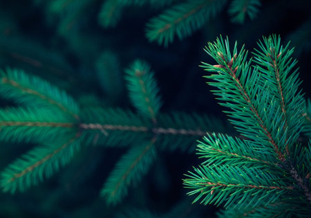 Spruce branches with green needles close-up. Christmas background.の写真素材