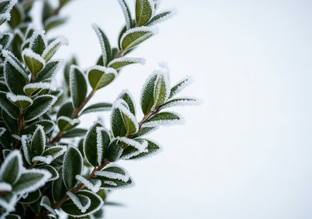 Frost on the leaves of a bush on a white background.の写真素材