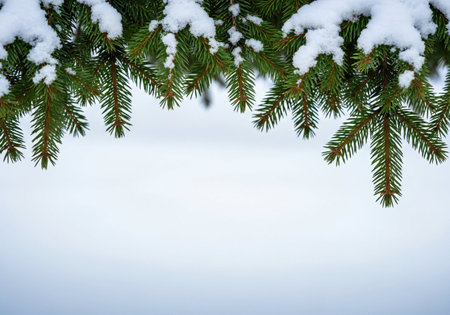 Fir tree branches covered with snow. Winter background. Copy space.