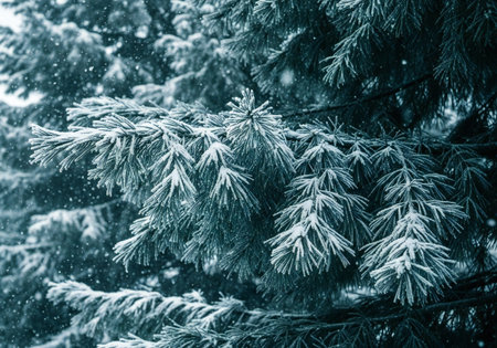 Pine covered branches with hoarfrost and snow.