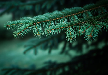 Close-up of spruce twig with green needles in the forestの写真素材