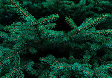 Green branches of spruce on a dark background. Christmas background.の写真素材