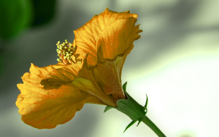 Yellow Hibiscus Flower in HDRの写真素材