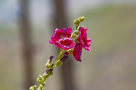 Red and magenta flower in Juneの写真素材