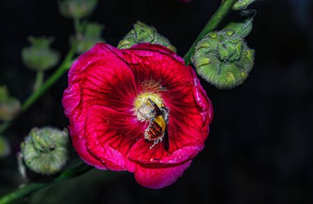 Bee taking juice from wild flowerの写真素材