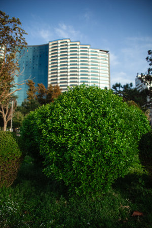 Green bush and modern building in the city, outdoor shot with blue skyの写真素材