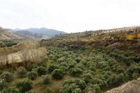 Fruit trees in Aluenda Zaragozaの写真素材