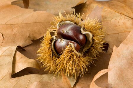 Chestnut.の写真素材
