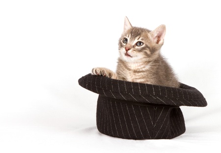 Cat in a hat.