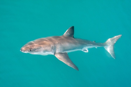 White Shark.の写真素材