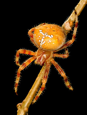 Cross spider.
