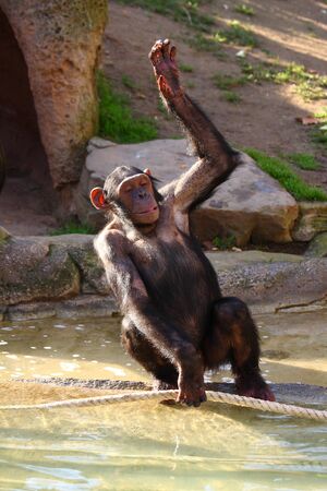 Chimpanzee.
