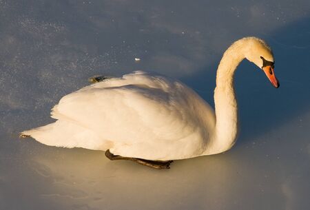 Swan.の写真素材