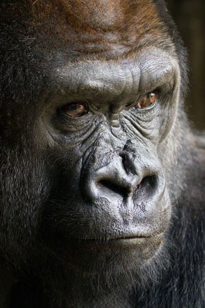 Gorilla. Gorilla.